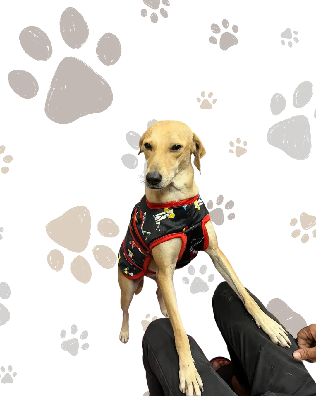 Paw-Shaak